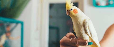 A bird perched on a sitter's finger