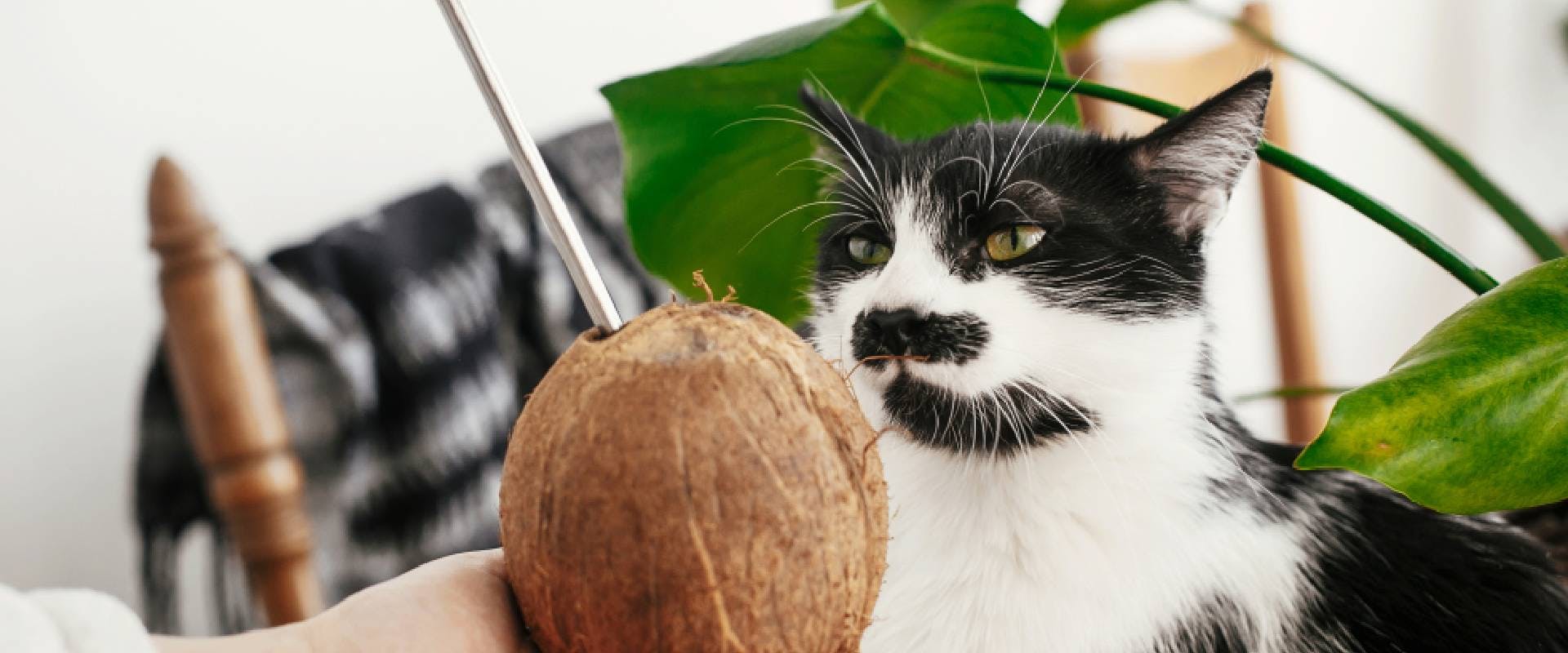 can cats and dogs have coconut ice cream