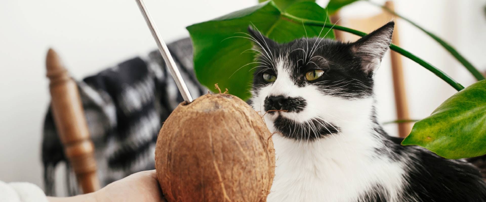 Someone holding up a coconut to a black and white cat