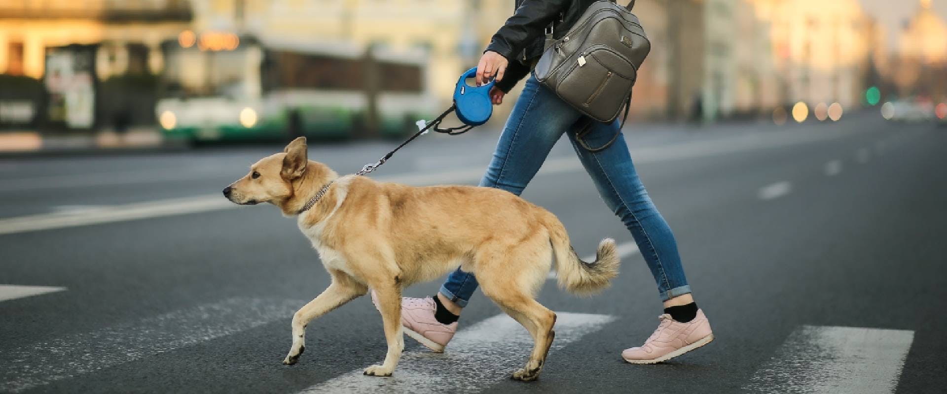 Dog and woman crossing the road