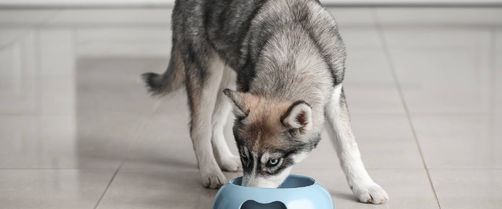 husky sensitive stomach