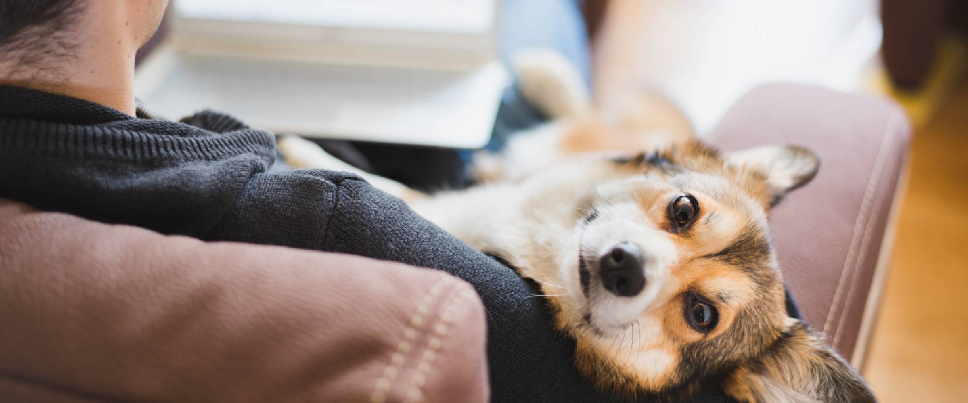 Welsh Corgi on someone's lap using a laptop