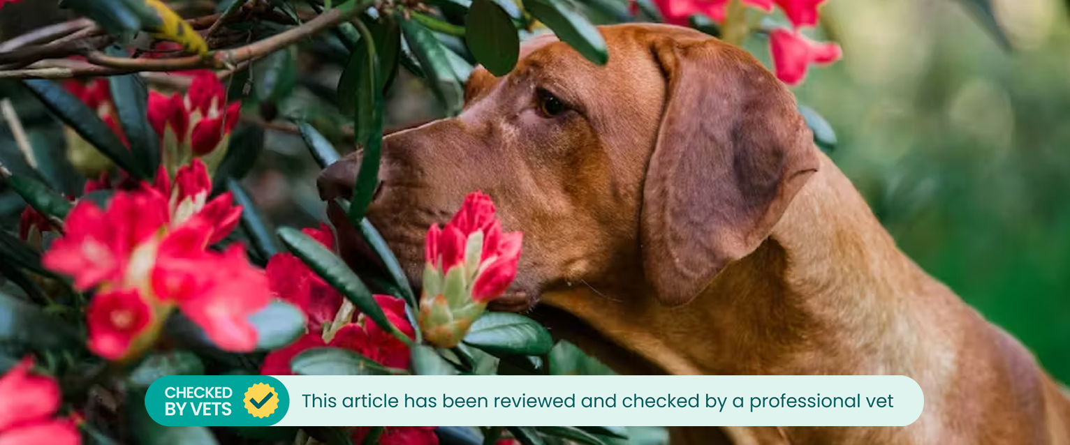 Rhodesian Ridgeback sniffing an azalea shrub