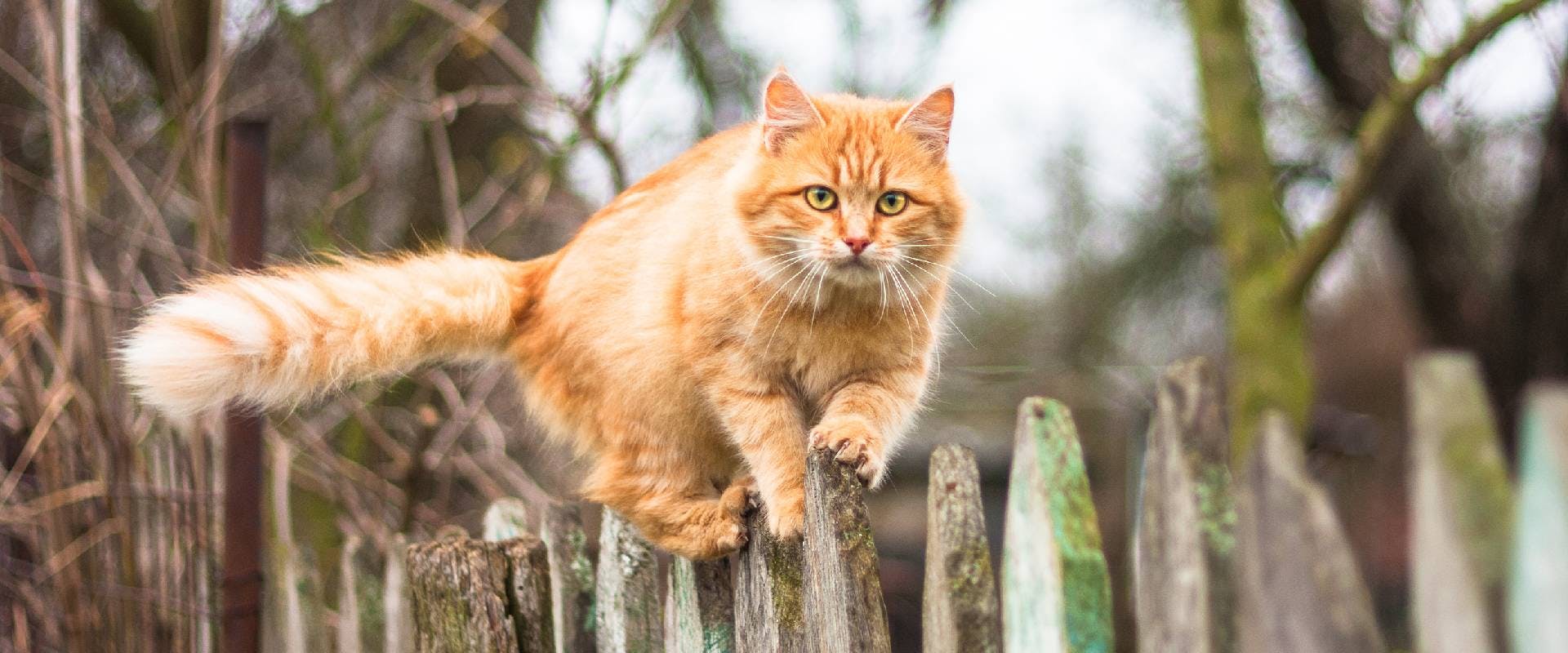 orange cat walking across a fence