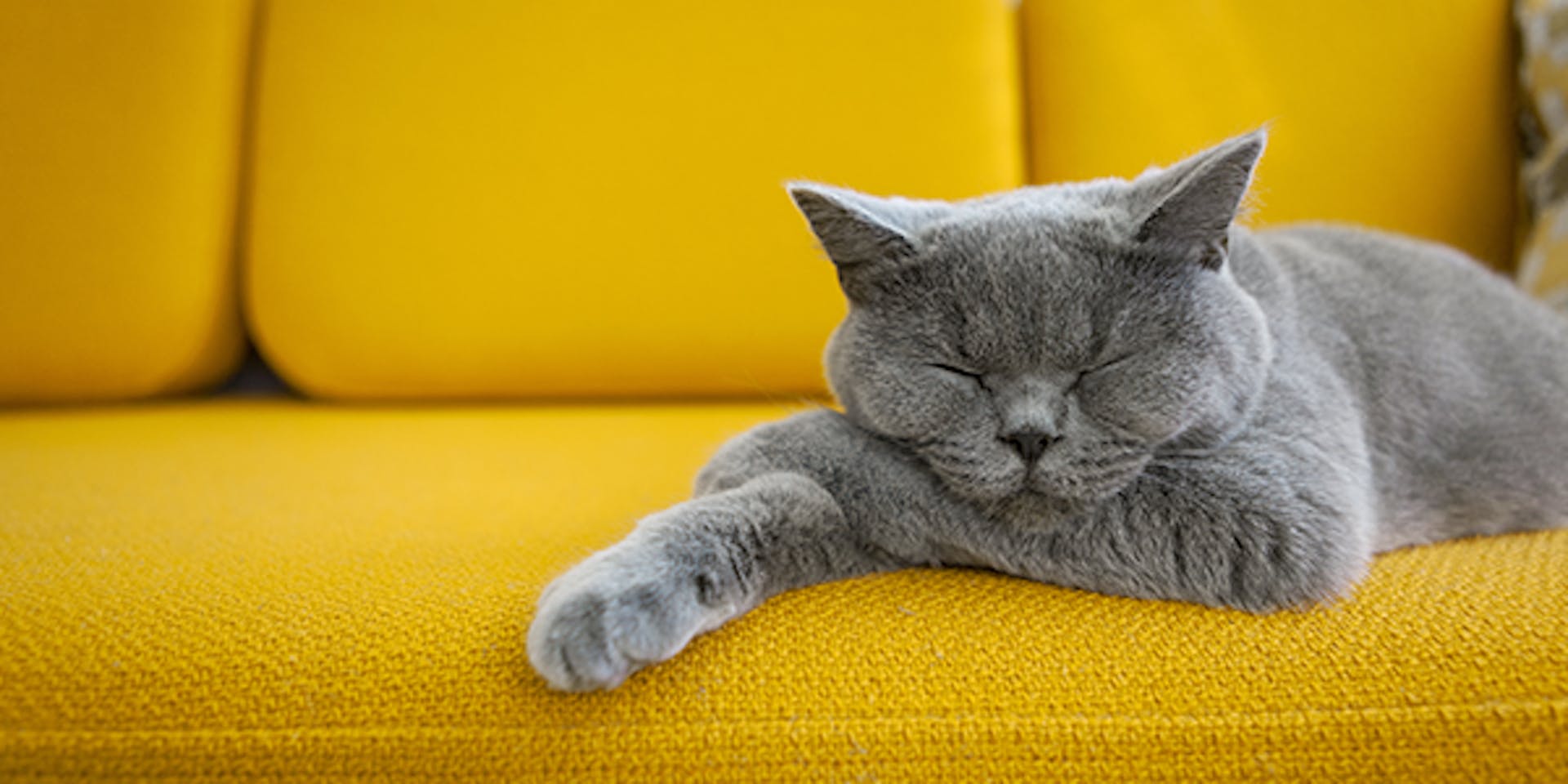A fluffy grey cat sleeping on a bright yellow sofa