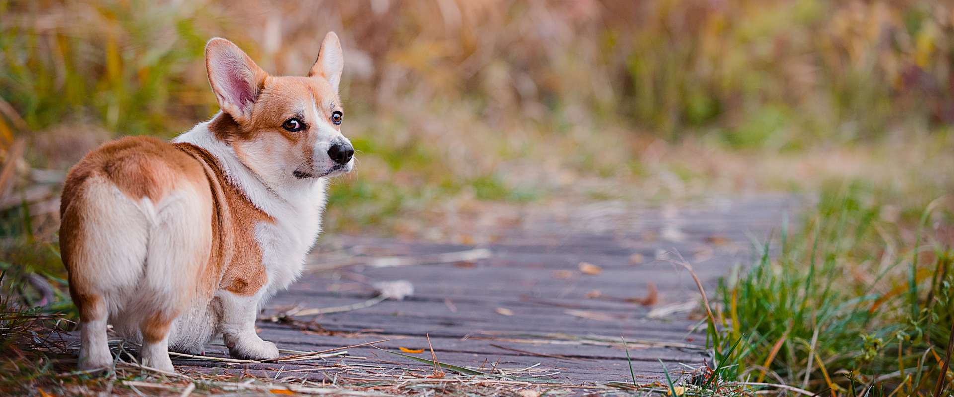 Quirky and Unique Dog Names Starting with Q | TrustedHousesitters.com