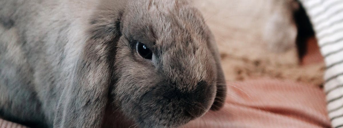 A grey bunny rabbit