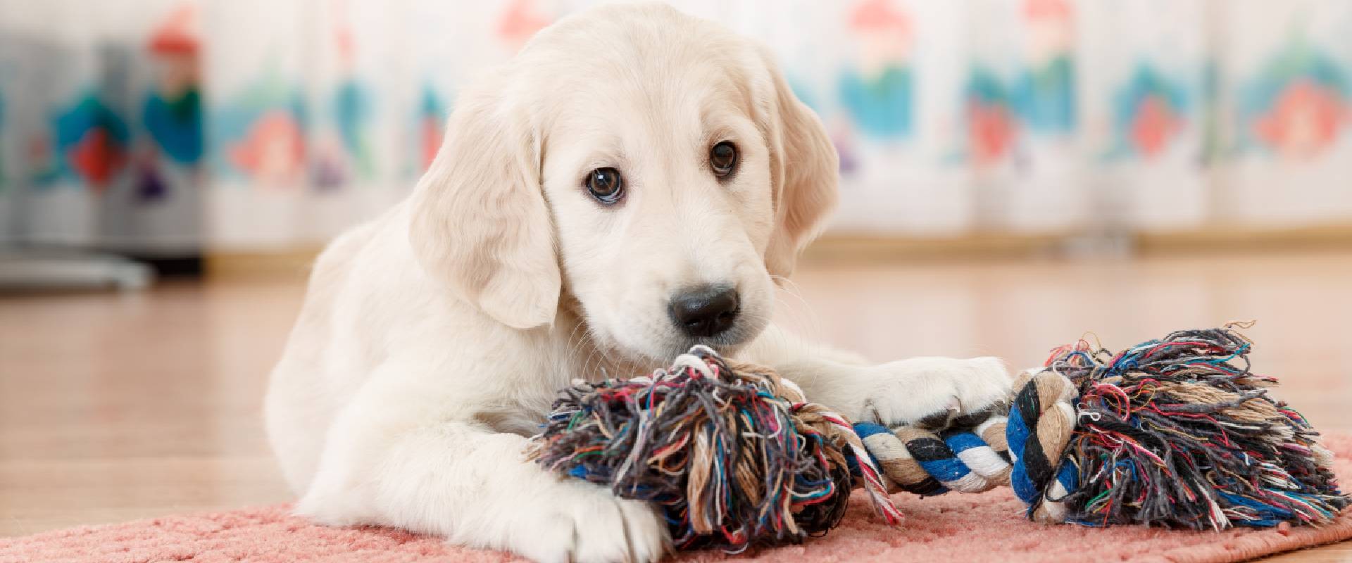 Popular Puppy Names | TrustedHousesitters.com