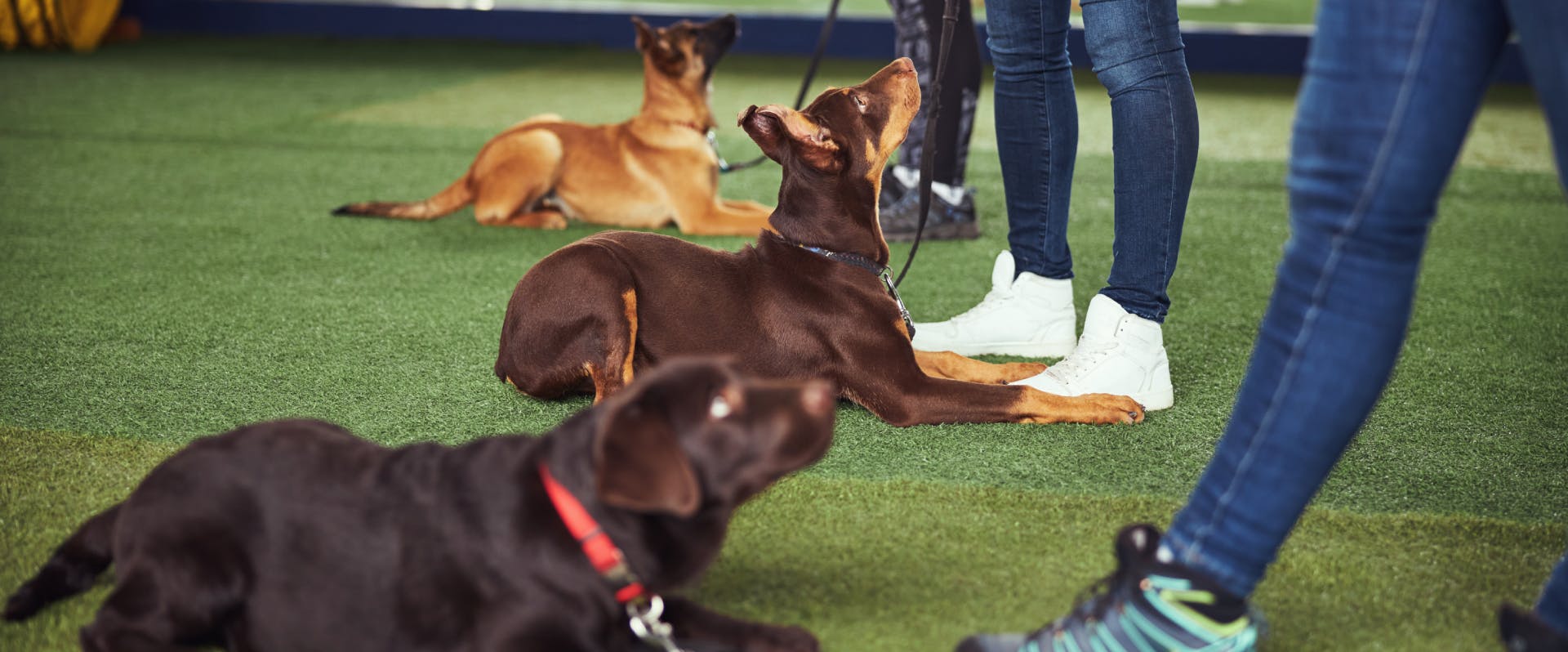 three dogs lying down and looking up at their humans during training