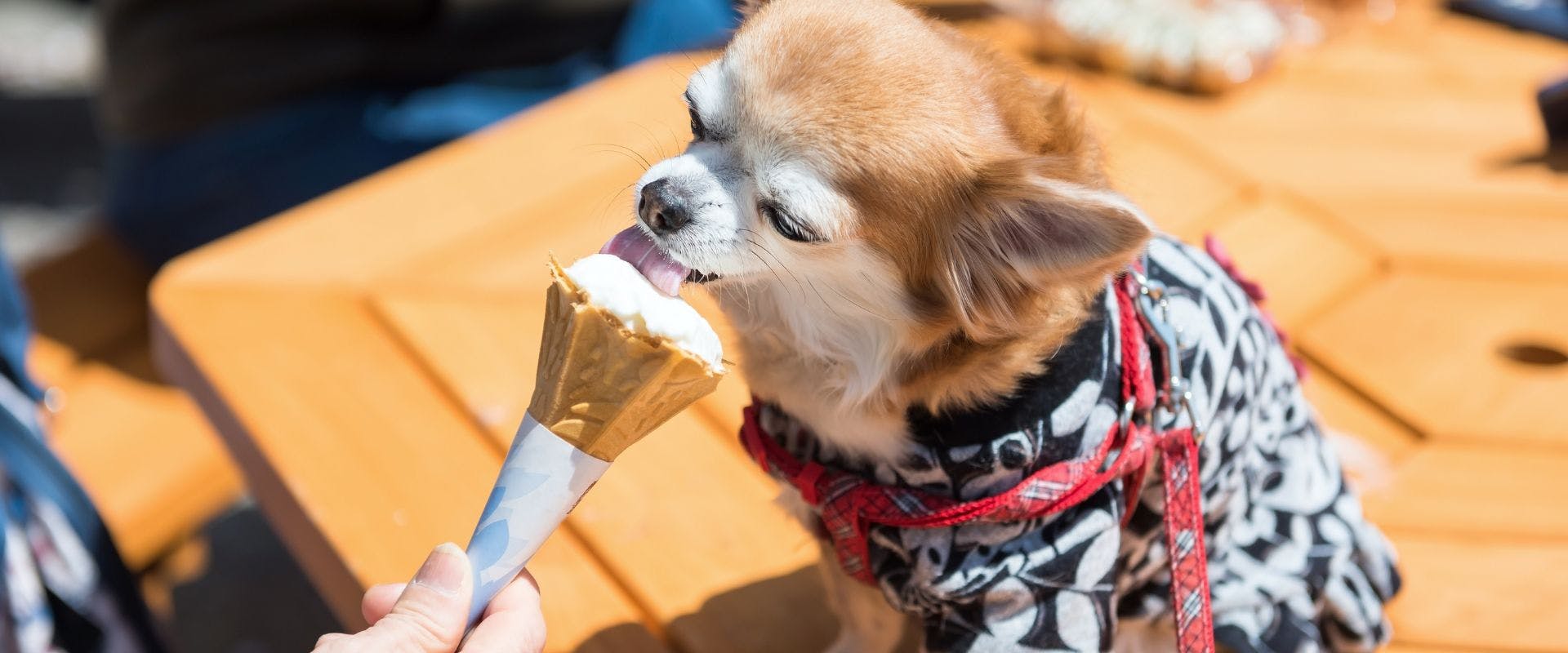 Chihuahua eating ice cream