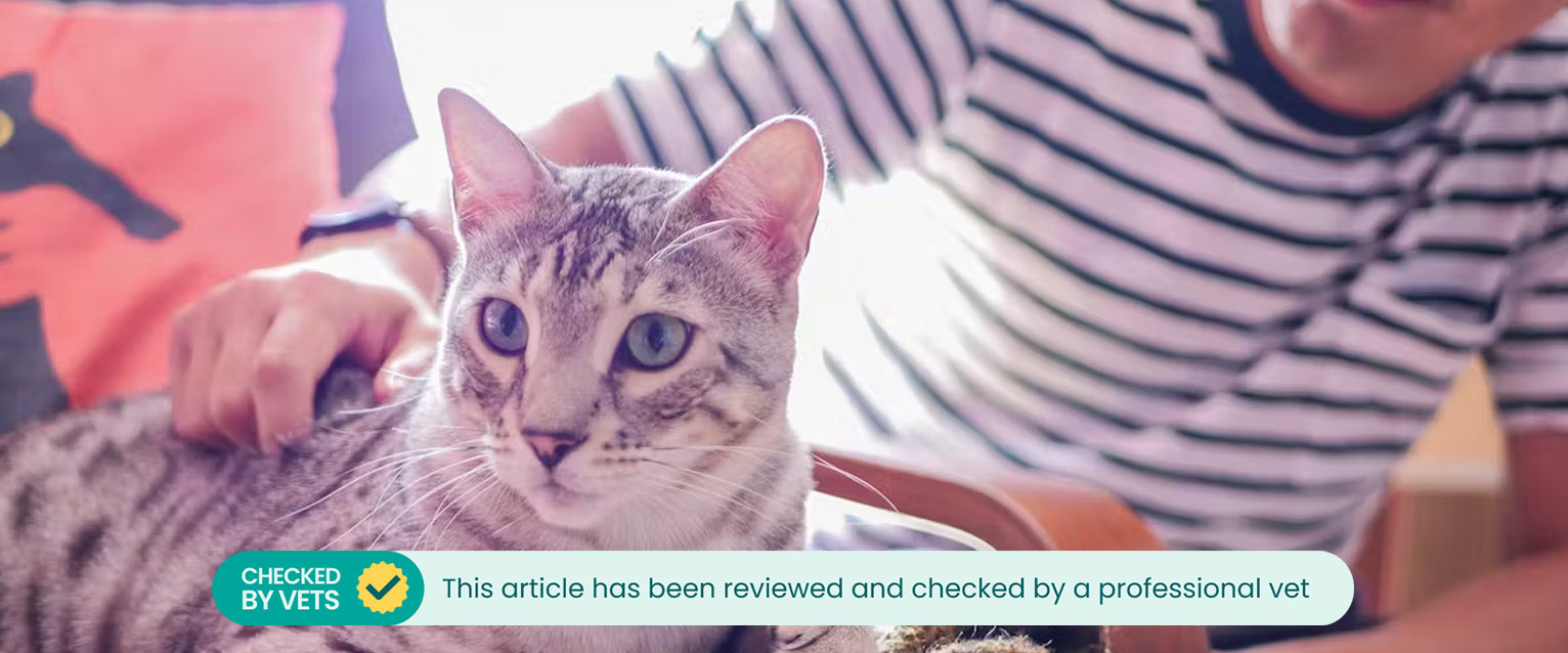 A tabby cat being stroked by its owner