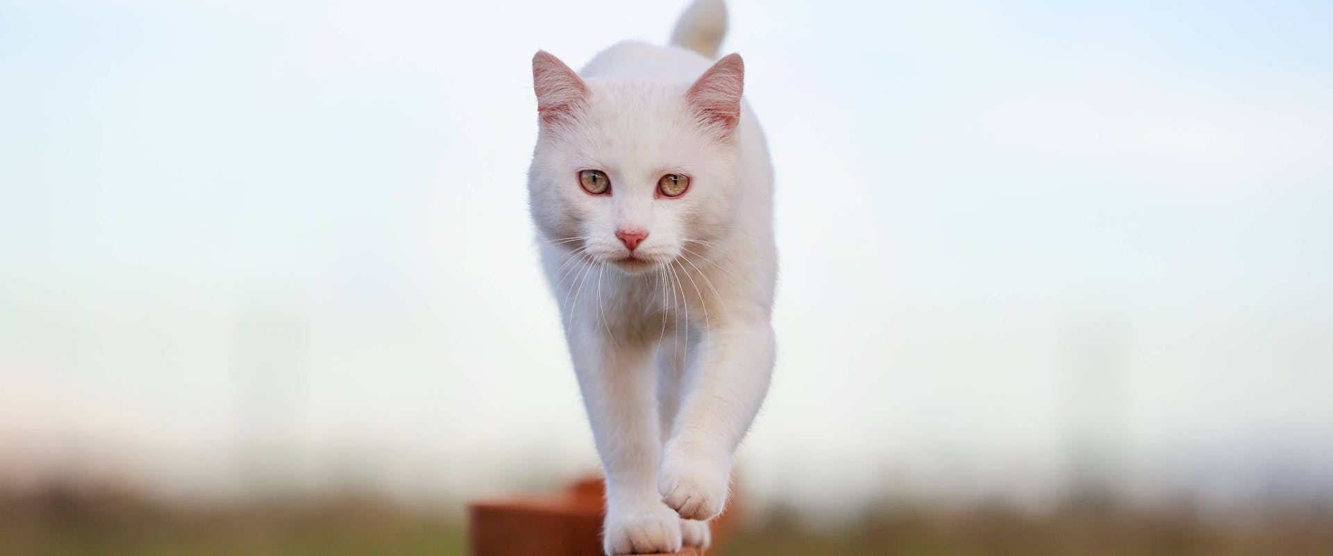 white cat walking along the top of a fence