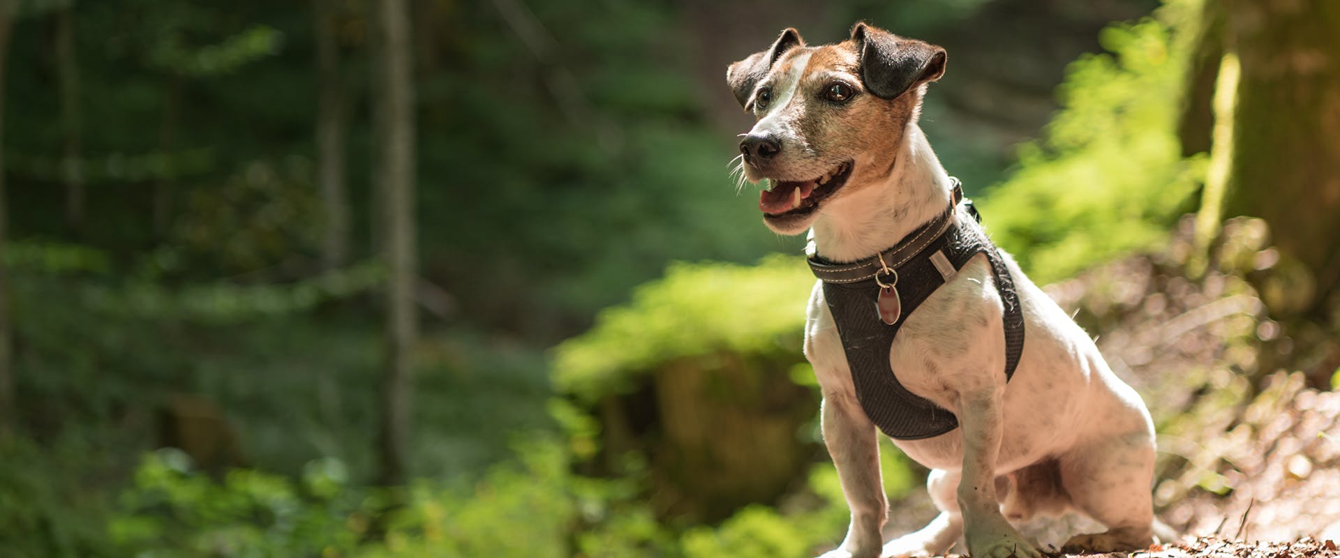 A Jack Russell standing in the middle of a forest, wearing a black small dog harness