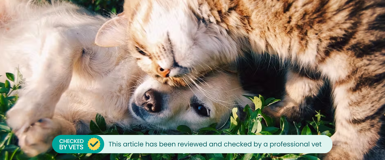 A dog and a cat laying peacefully in the grass