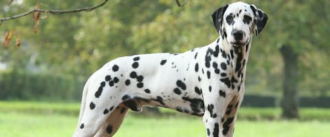 dalmatian dog stood in a park under a tree