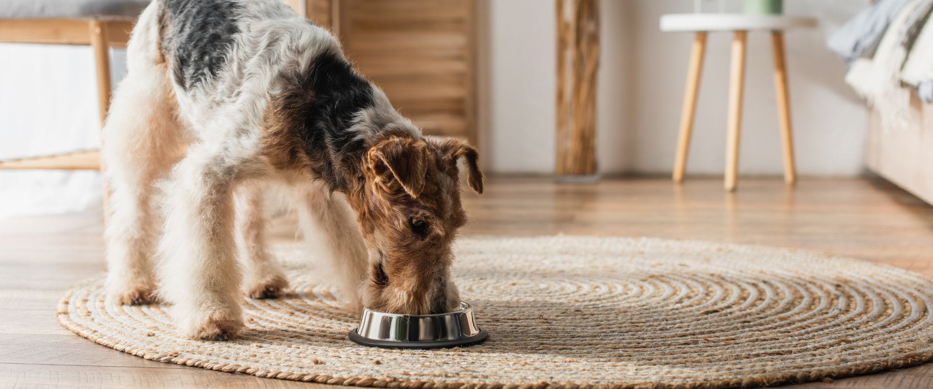 Dog eating from a metal bowl