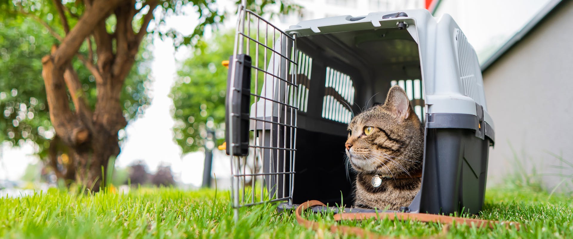 a tabby cat sitting in a cat carrier outside