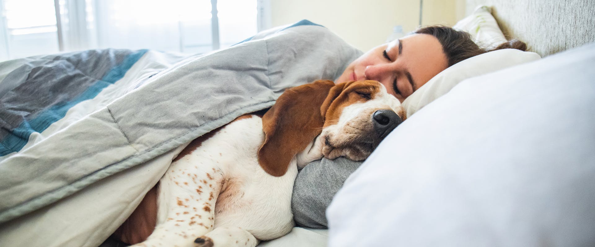A woman and a Basset Hound puppy sleeping and sharing a bed 