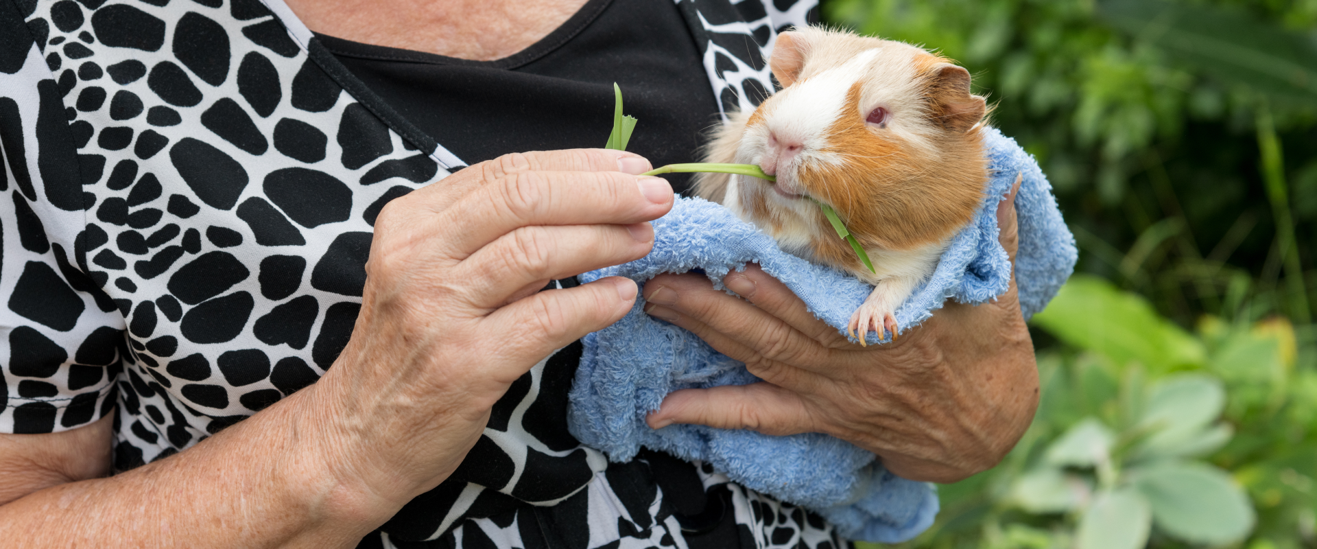 A Guide to Pet Sitting for Ferrets and Rodents