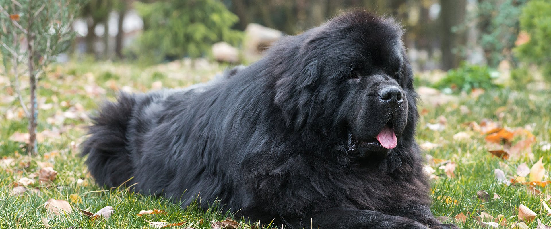 A large black Newfoundland dog sitting outside on grass