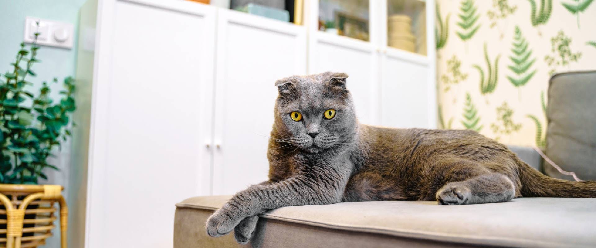 Scottish Fold on the sofa