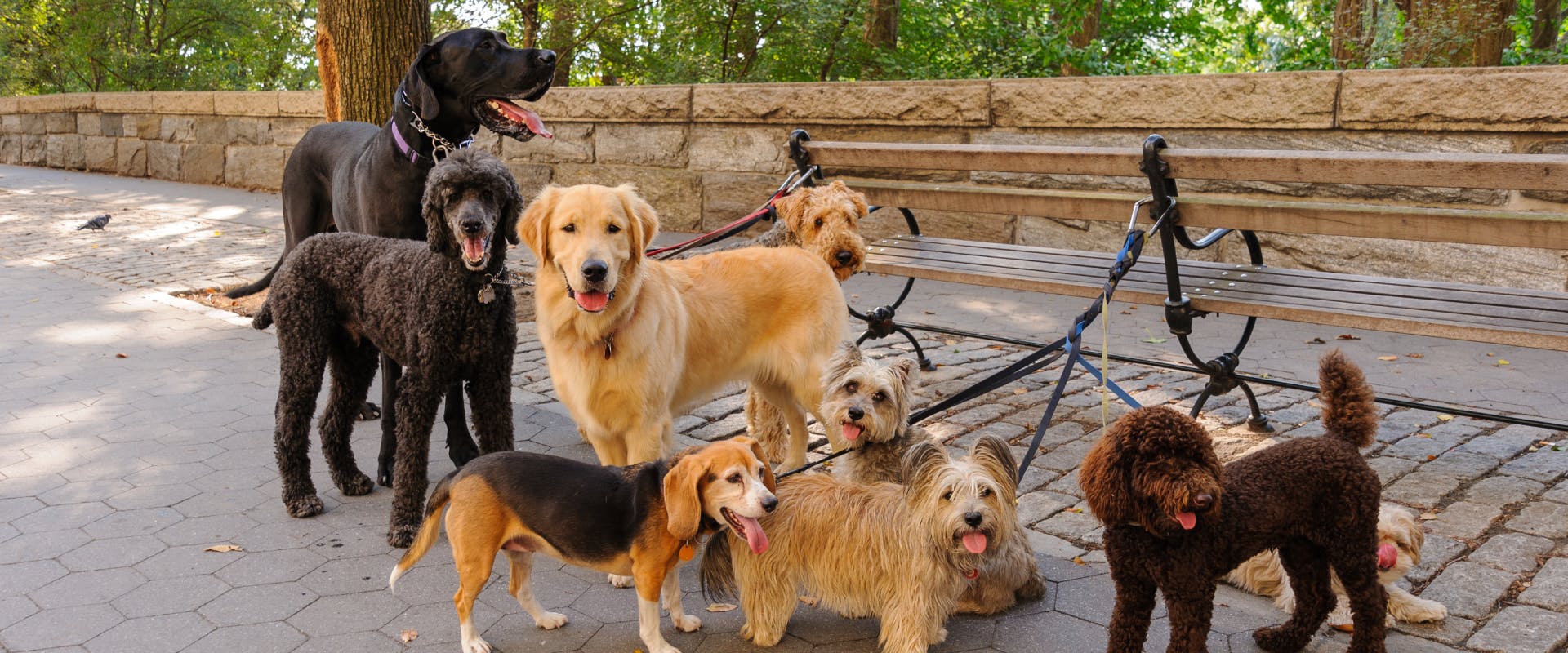 a group of small vs medium vs large dogs on a walk together in a park