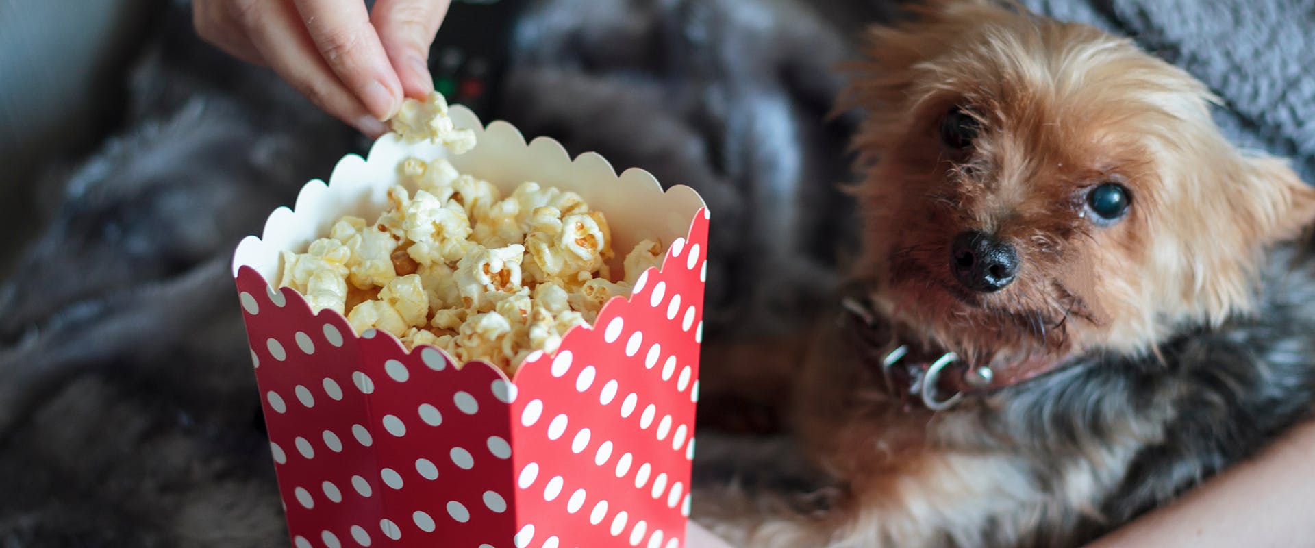 A dog sitting next to a box of popcorn, a handing reaching in to grab a piece