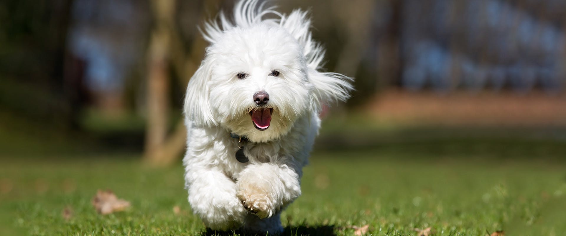A cute Coton de Tulear dog running through a field of grass, the wind blowing its fur up