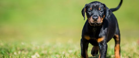 A cute Doberman puppy running through grass