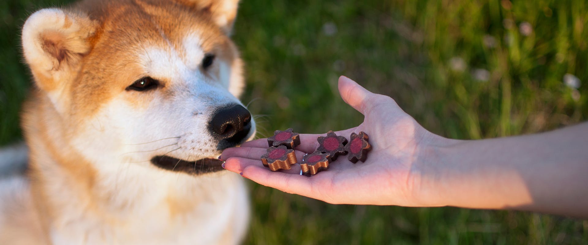 A Japanese akita dog receiving treats during training