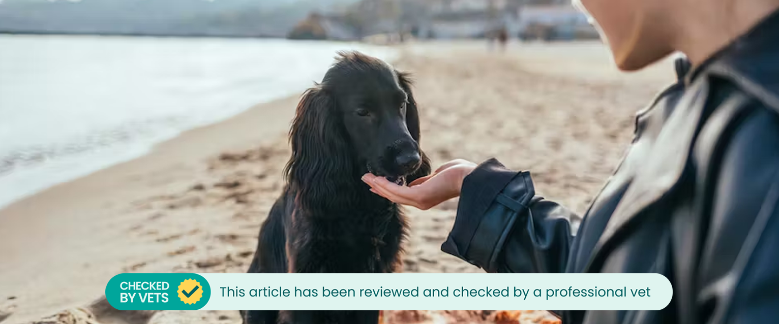 A dog eats a frozen dog treat out of someone's hand.