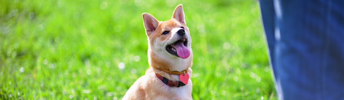 A puppy sitting in a field, looking up at its owner