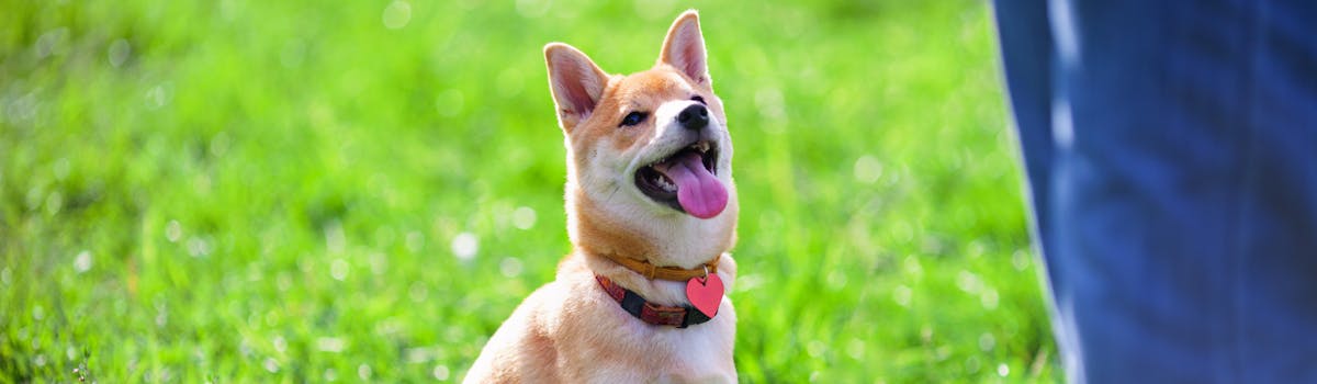 A dog sitting in a field looking up at its owner