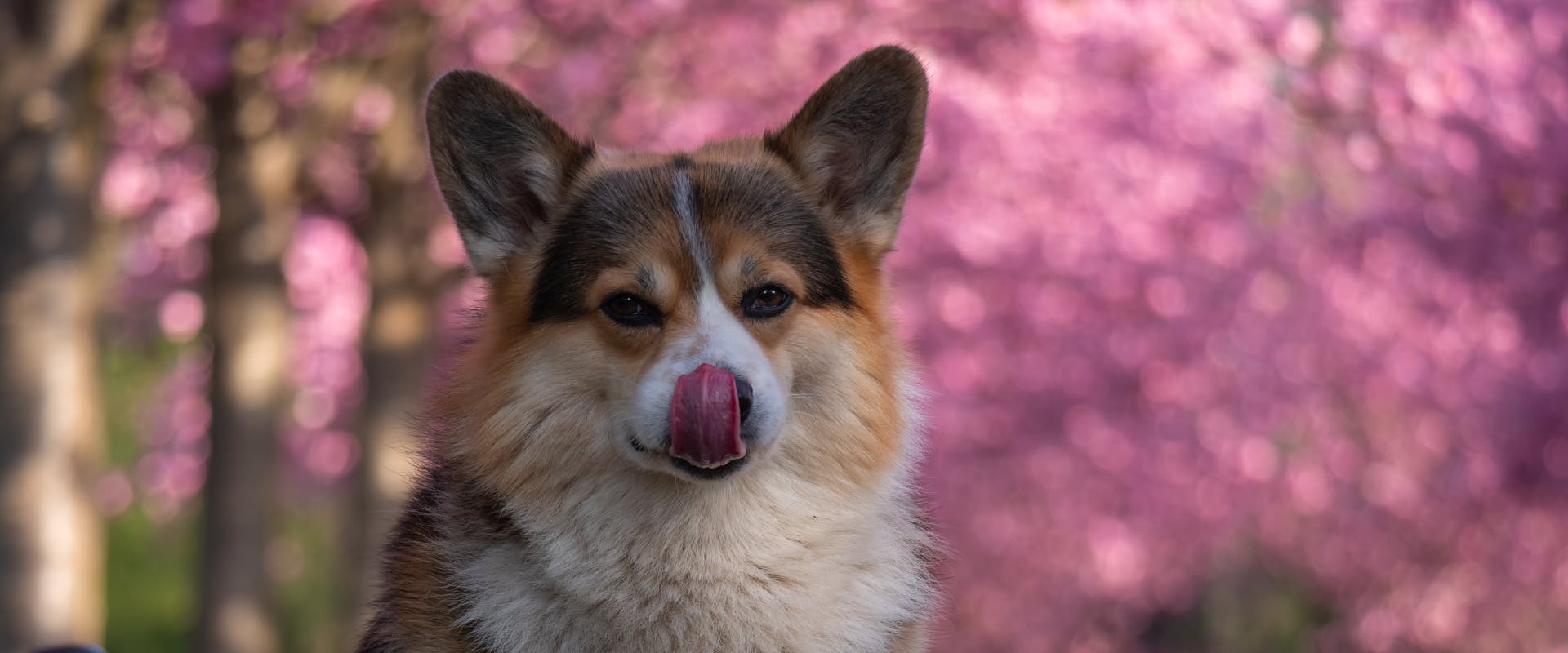 A dog licks its lips.