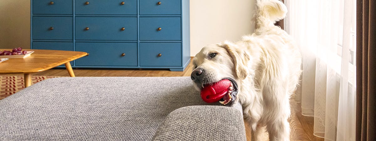 A Golden Retriever in a bright, clean home, picking up a red ball in its mouth