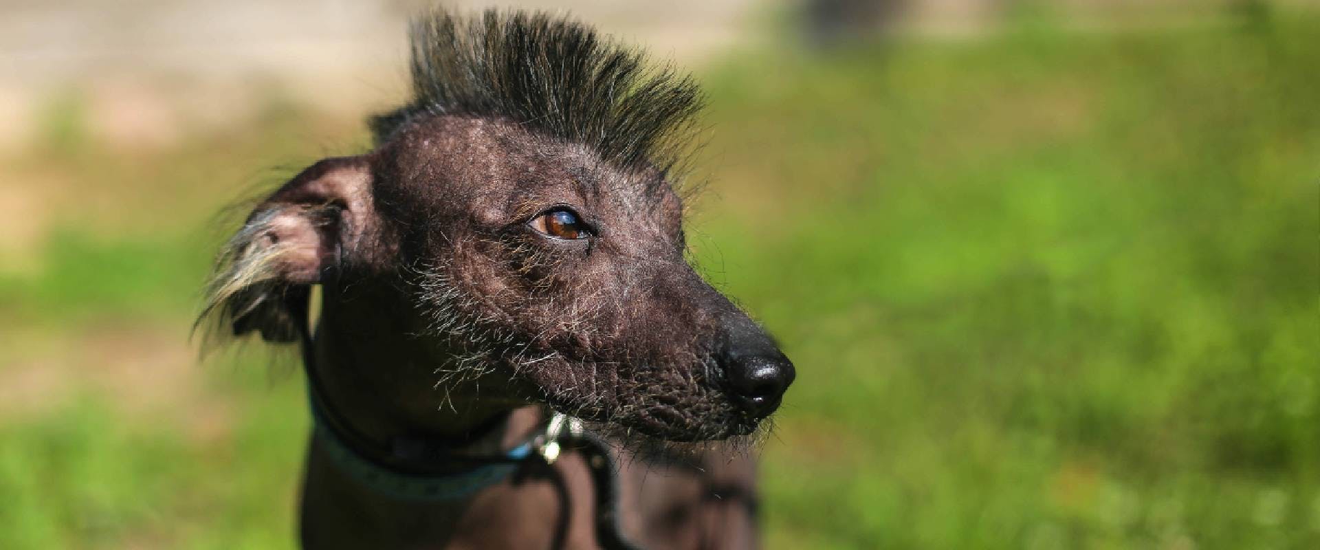 Xoloitzcuintli with a tuft of hair on top of its head