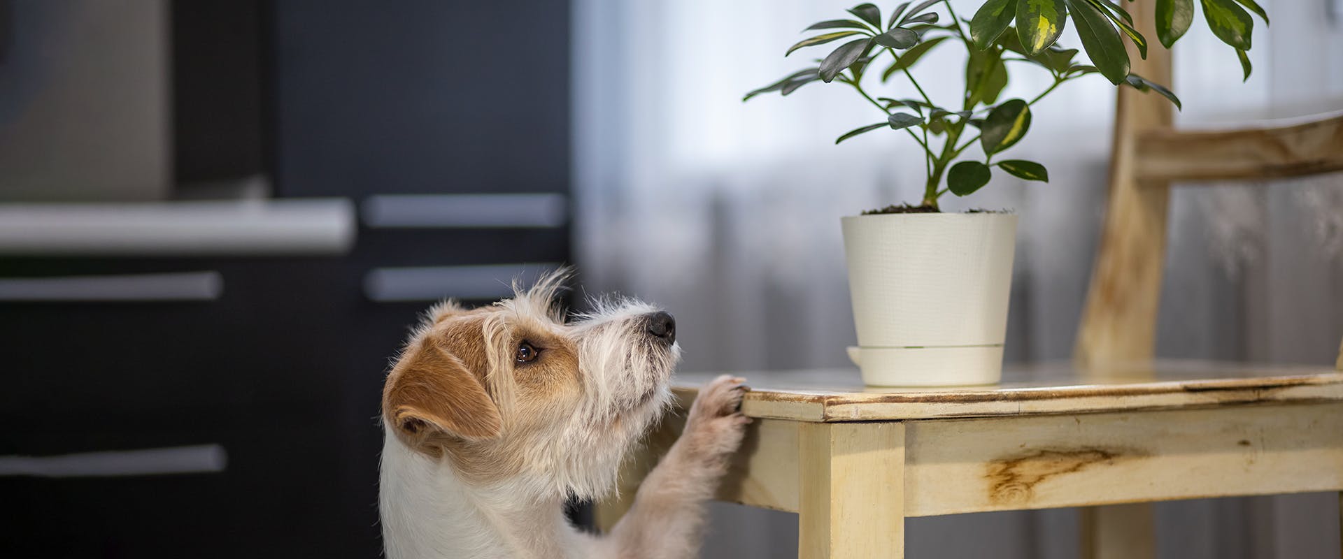 A dog standing on its back legs, its paws resting on a chair, looking up at a potted umbrella tree plant