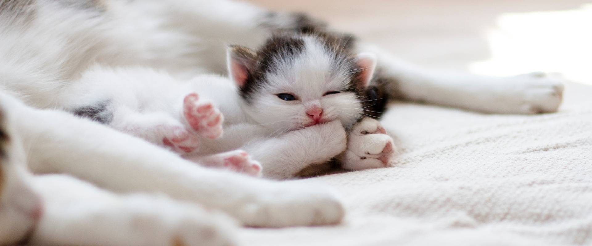 12 Black And White Cat Facts | Trustedhousesitters.Com