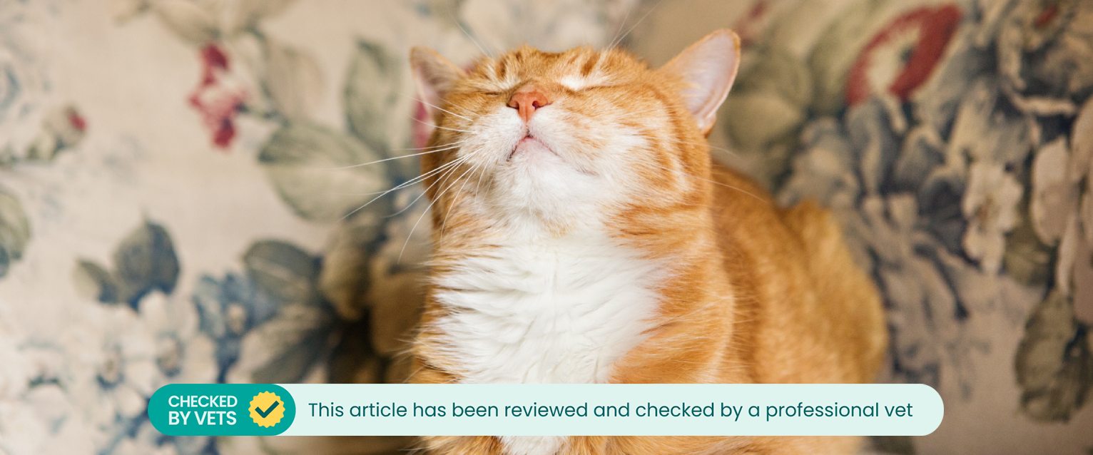 ginger cat squinting its eyes shut