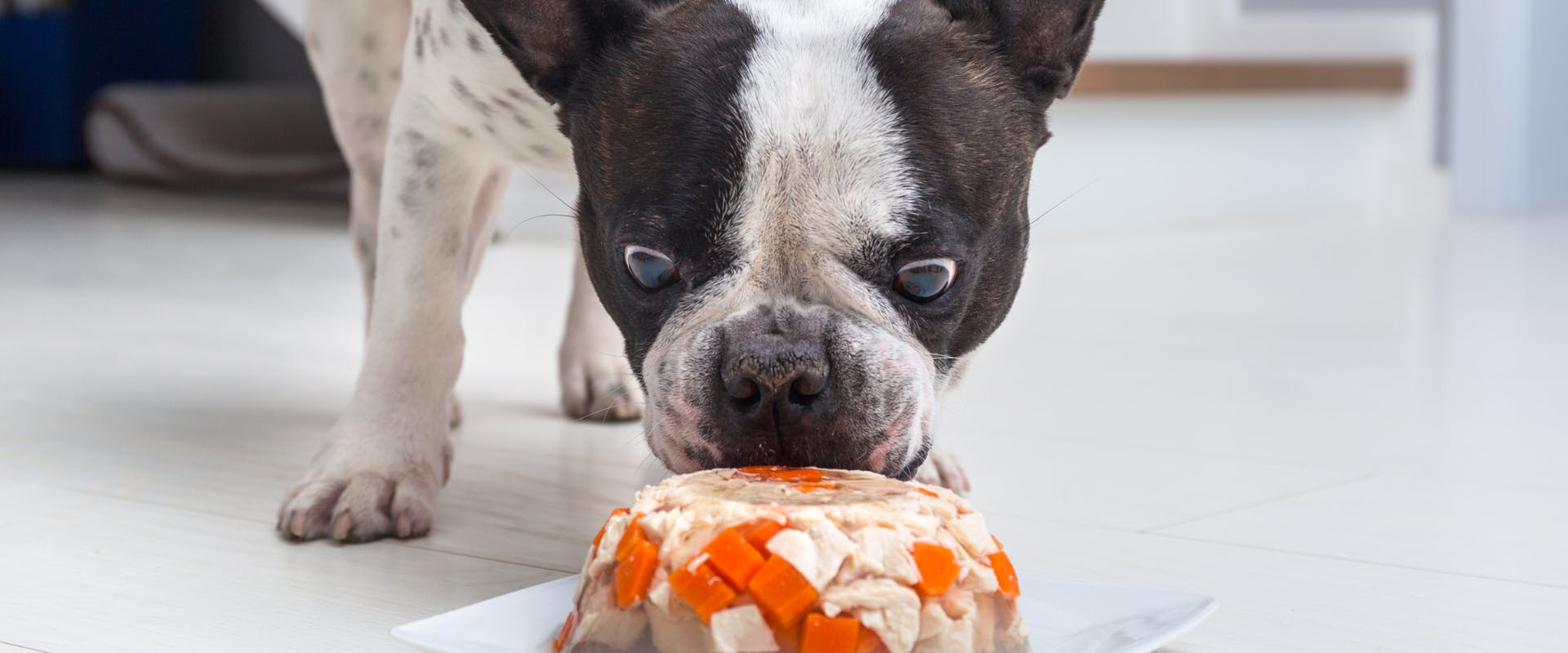 French Bulldog eating chicken in jelly