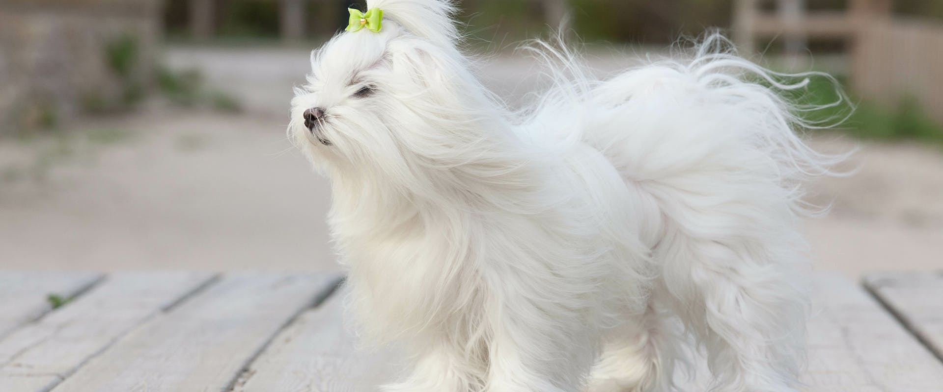 A fluffy white Maltese dog standing outside, the wind blowing through its long fur
