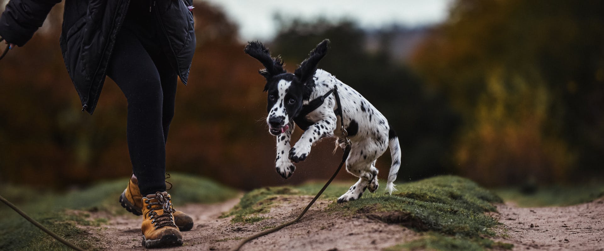 a black and white spaniel bouncing along a country path with a long hiking gear leash