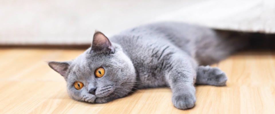 Cat Breeds: Top cat breeds with pictures and descriptions