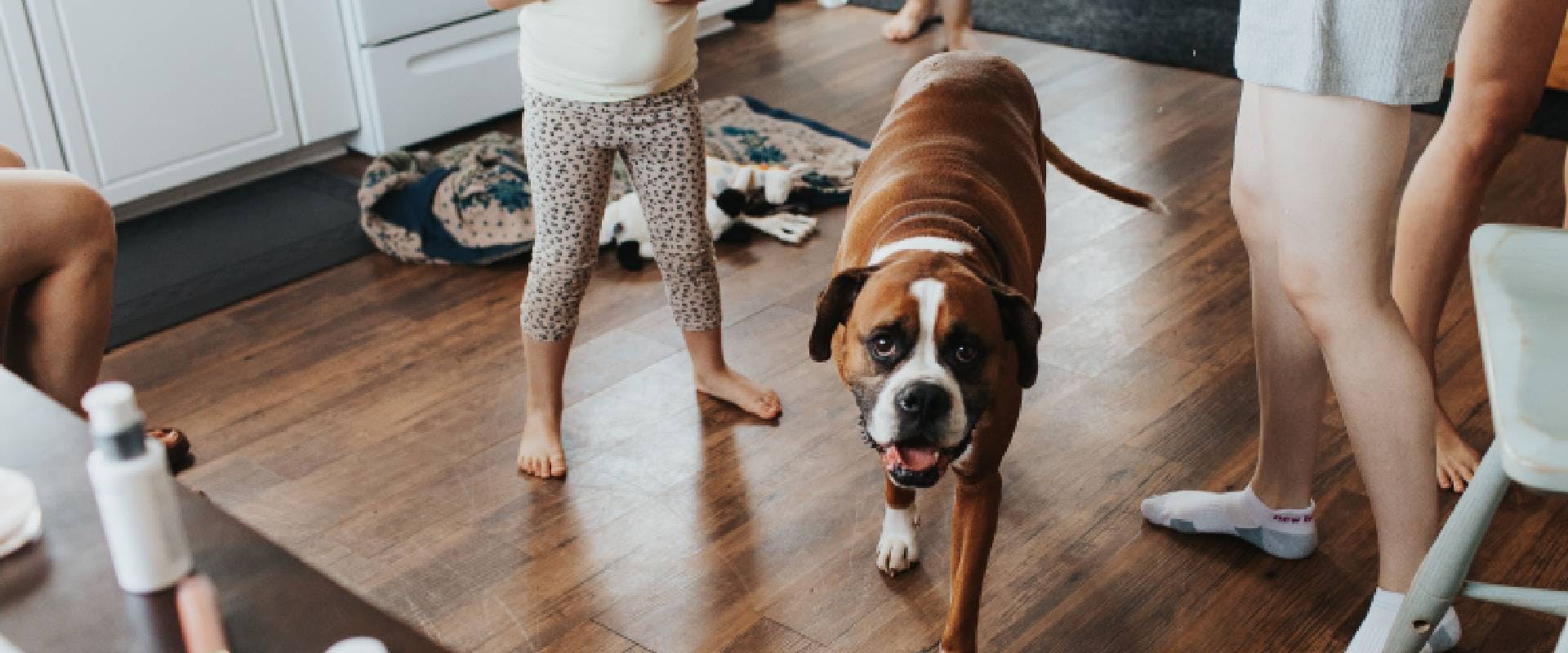 Boxer dog walking in a house