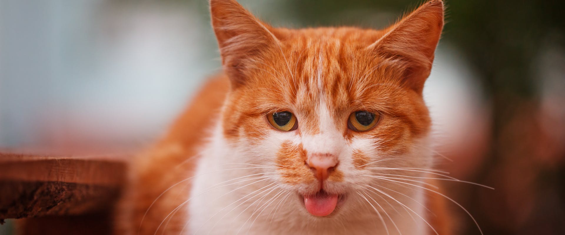 an orange and white cat panting whilst outdoors