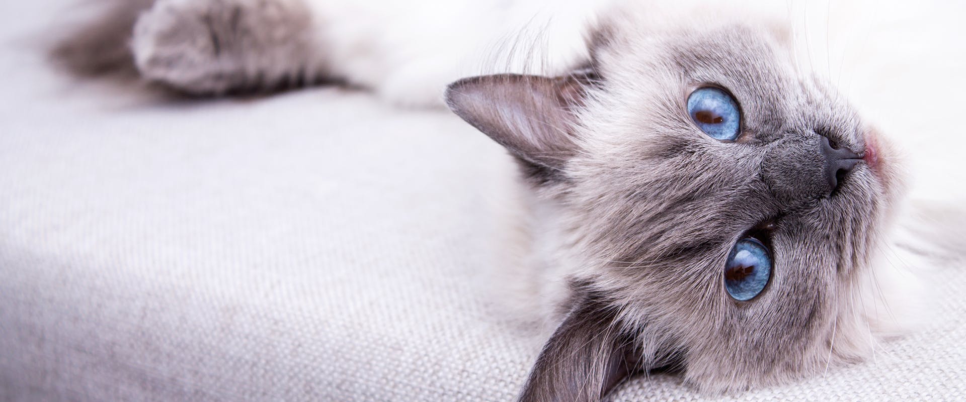 A friendly Ragdoll cat sprawled out on the sofa, laying on its back