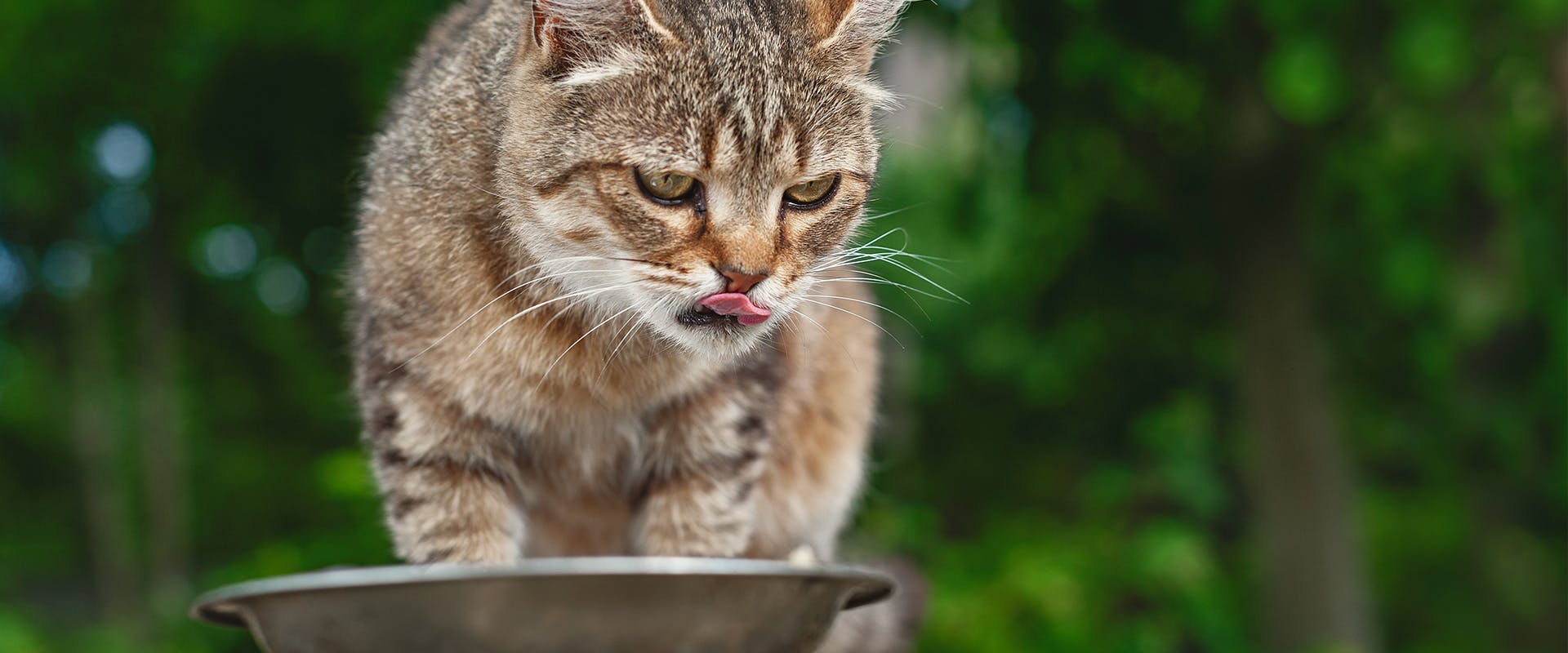 A senior cat eating from a bowl