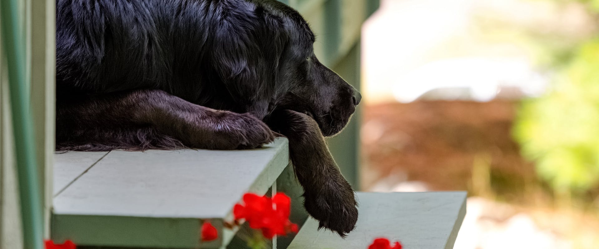 A dog lies on the step of a porch.