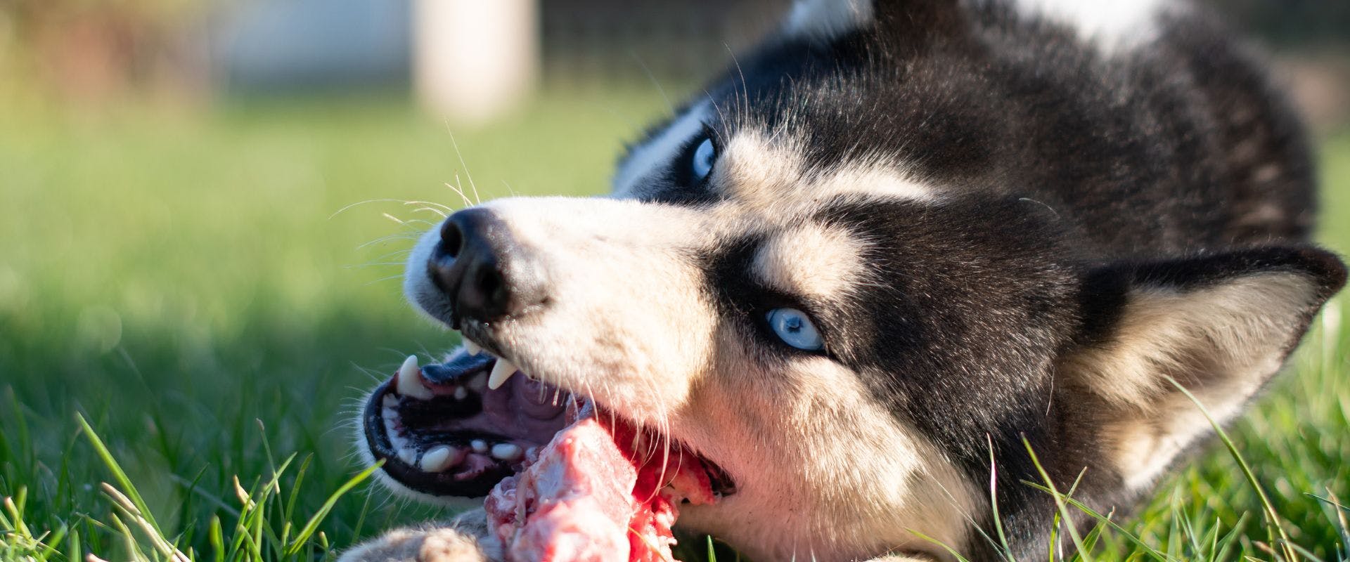 Husky dog eating bone