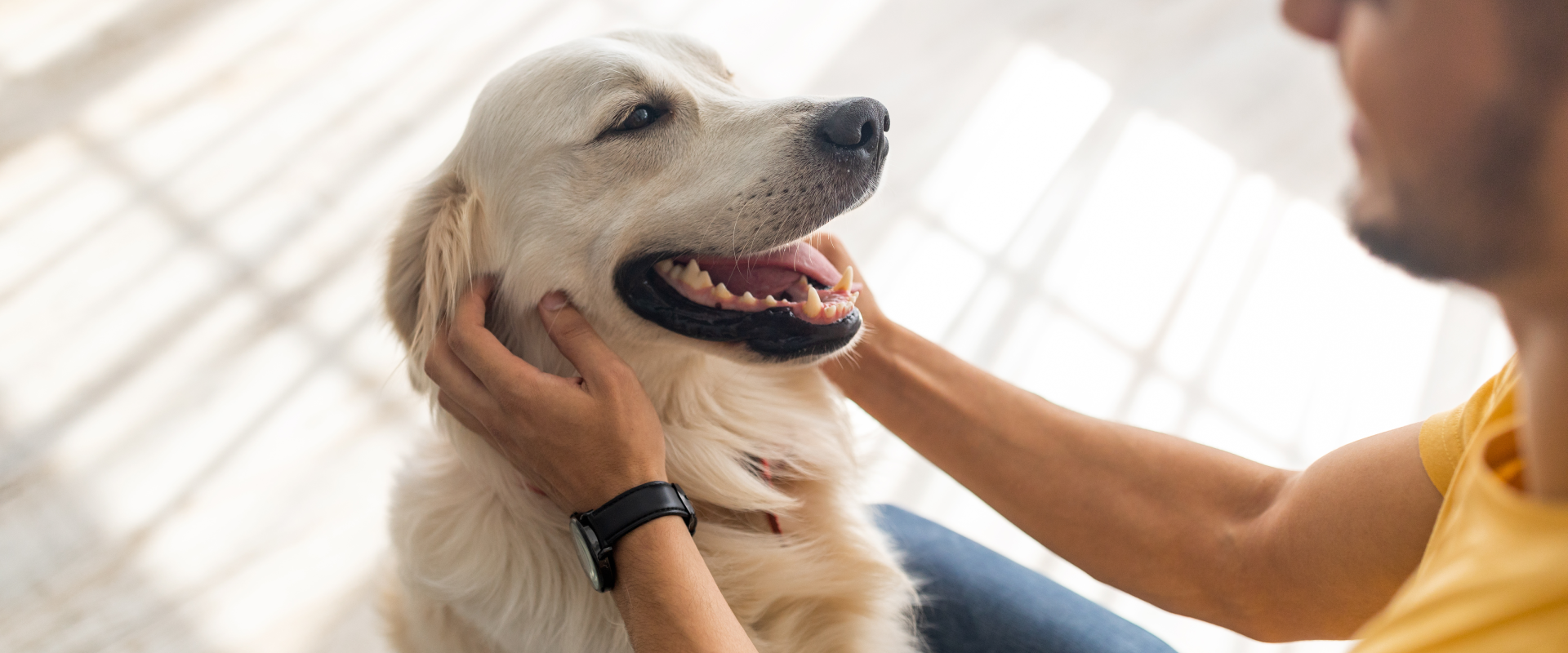 golden retriever sitting on a wooden floor whilst being stroked